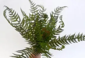 Artificial New Zealand Fern